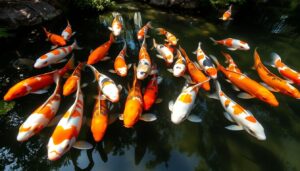 Mengenal Koi, Ikan Hias Asal Jepang yang Diminati